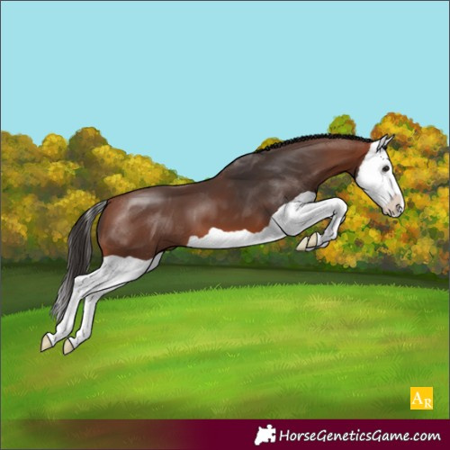 Horse Color:Bay Splash