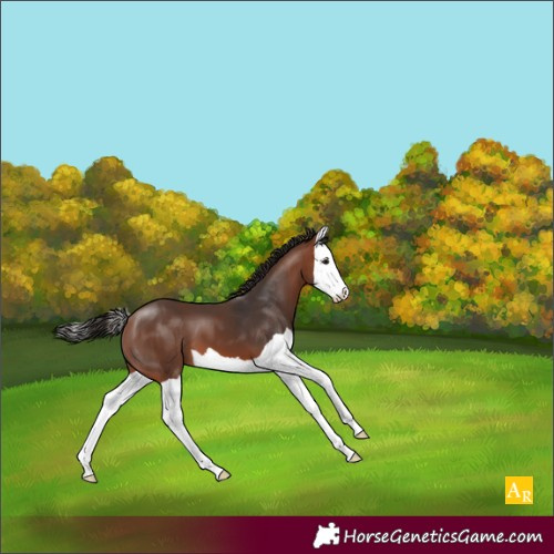 Horse Color:Bay Splash 