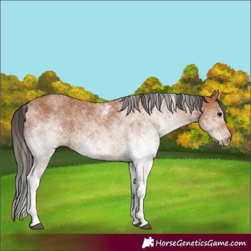 Horse Color:White Spotted Bay