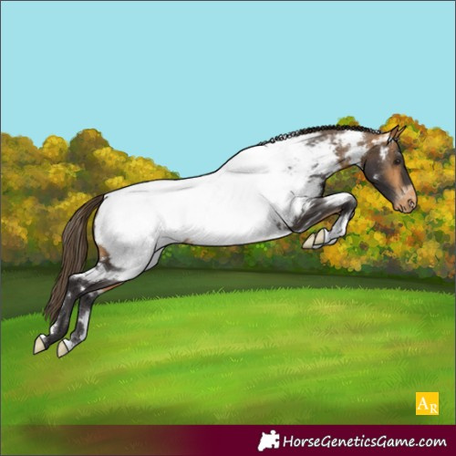 Horse Color:White Spotted Buckskin Near Fewspot