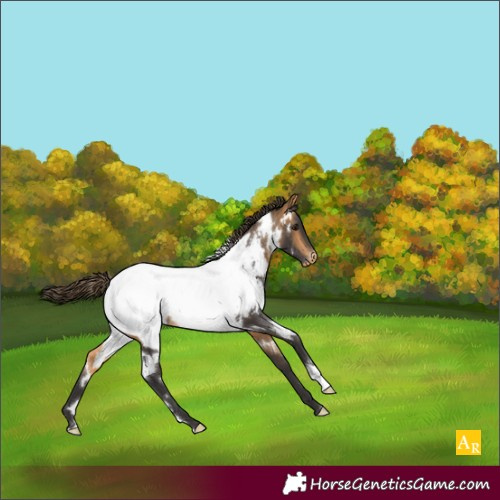 Horse Color:White Spotted Buckskin Appaloosa 