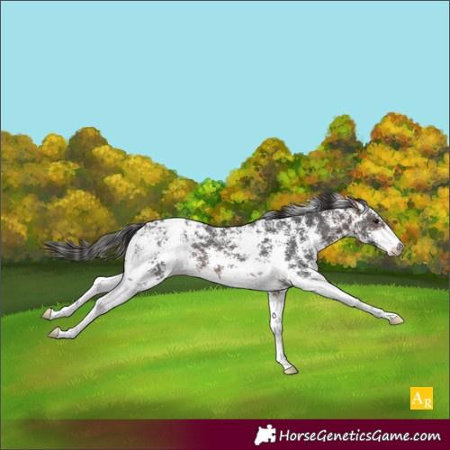 Horse Color:Brown Sabino Appaloosa 