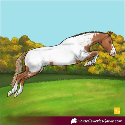 Horse Color:Chestnut Appaloosa 