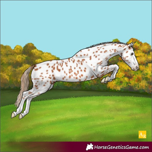 Horse Color:Chestnut Leopard