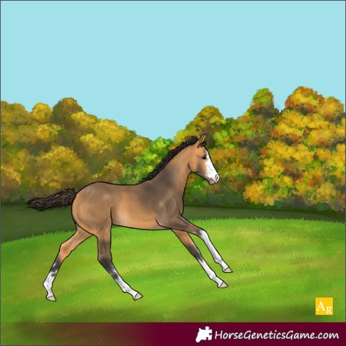 Horse Color:Buckskin 