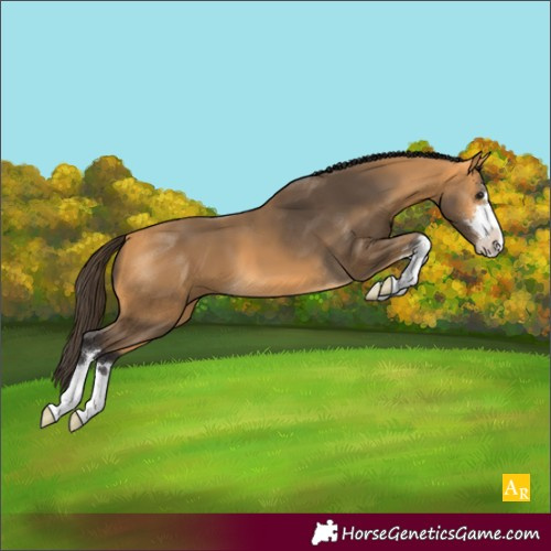 Horse Color:Buckskin