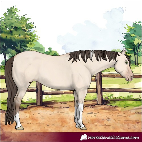 Horse Color:Amber Champagne Dun Tobiano 