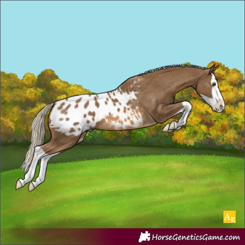 Horse Color:Chocolate Palomino Splash Appaloosa 