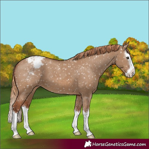 Horse Color:Red Dun Splash Snowcap 