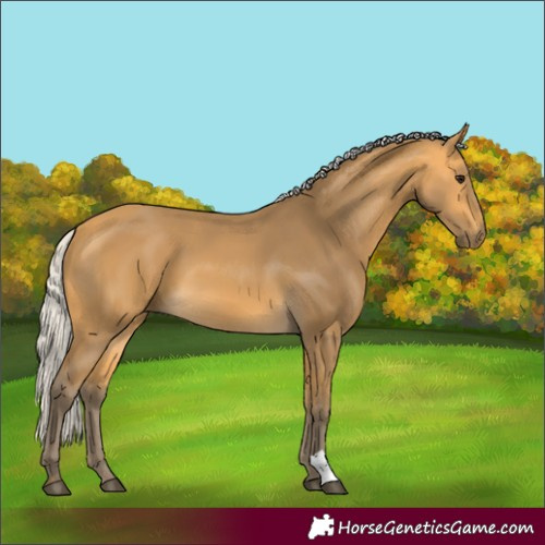 Horse Color:Silver Buckskin 