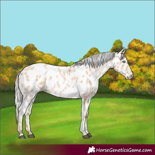 Horse Color:Silver Buckskin Appaloosa 
