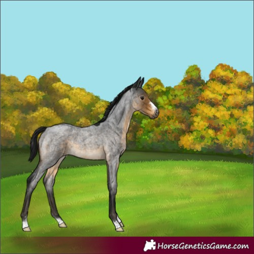 Horse Color:Gray Buckskin Roan 