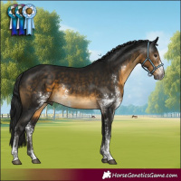 Horse Color:Gray Buckskin Sabino Rabicano