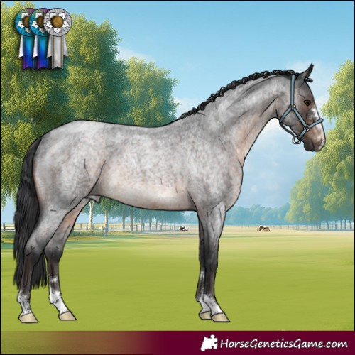 Horse Color:Brown Roan Rabicano