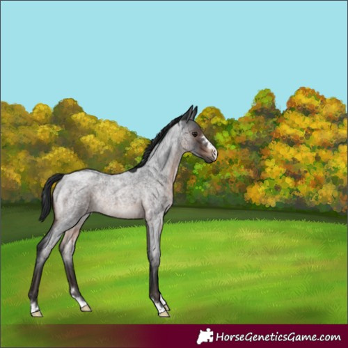 Horse Color:Brown Roan Rabicano 