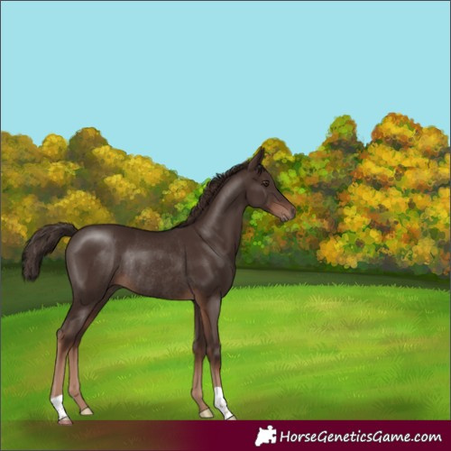Horse Color:Liver Chestnut Rabicano