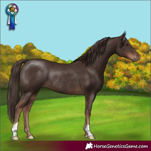 Horse Color:Liver Chestnut Rabicano 