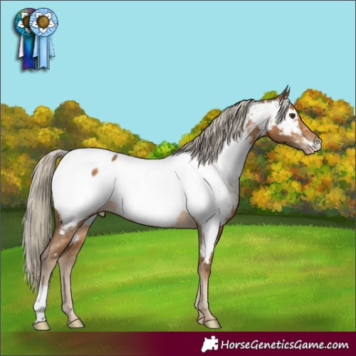 Horse Color:Chocolate Palomino Appaloosa Rabicano