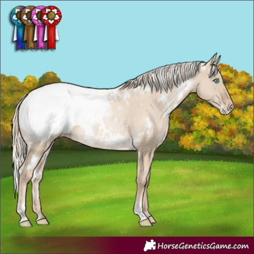 Horse Color:White Spotted Chocolate Palomino Pearl Dun Appaloosa Rabicano