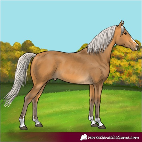 Horse Color:Silver Buckskin 