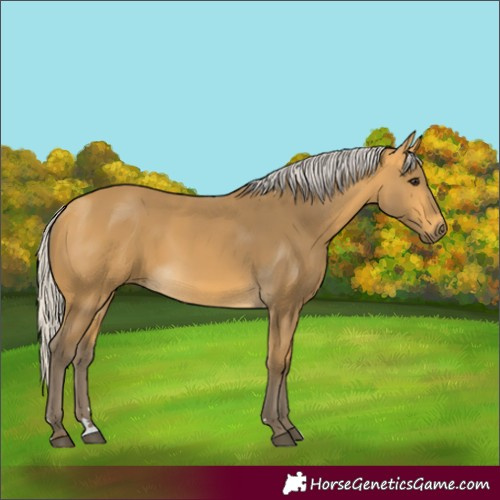 Horse Color:Silver Buckskin 