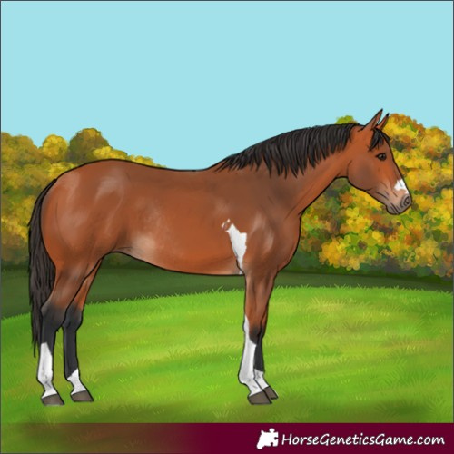 Horse Color:Bay Tobiano Rabicano 