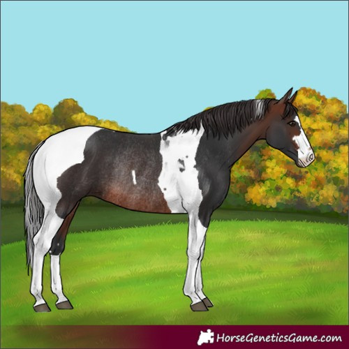 Horse Color:Brown Tobiano Rabicano