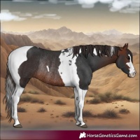 Horse Color:Brown Tobiano Rabicano