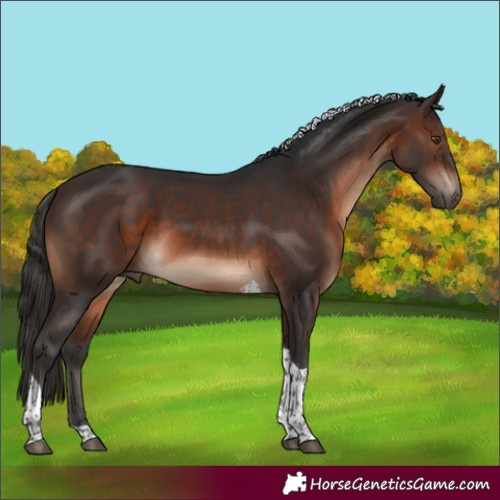 Horse Color:Brown Tobiano