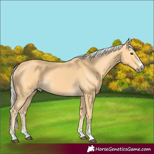 Horse Color:Palomino