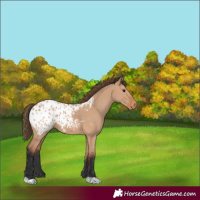 Horse Color:Unknown