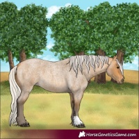 Horse Color:Silver Buckskin Roan