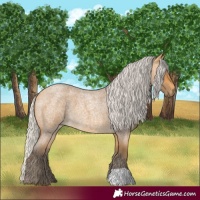 Horse Color:Silver Buckskin Roan