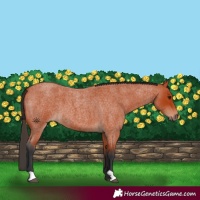 Horse Color:Bay Roan