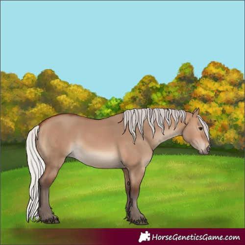 Horse Color:Silver Brown Dun
