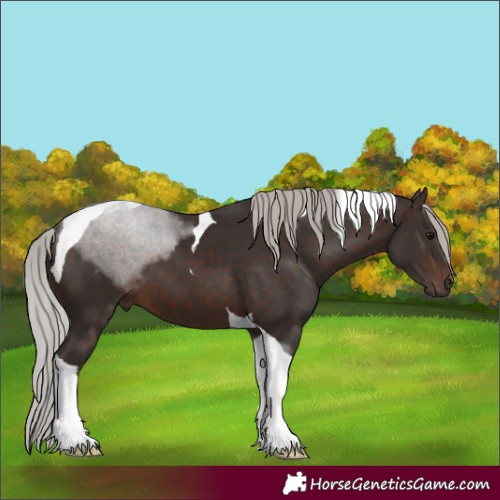 Horse Color:Silver Brown Tobiano
