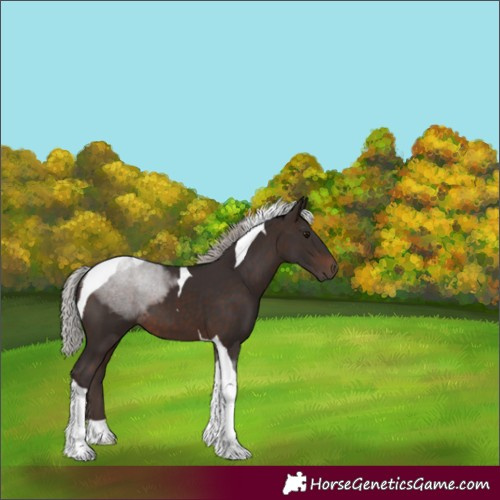 Horse Color:Silver Brown Tobiano 