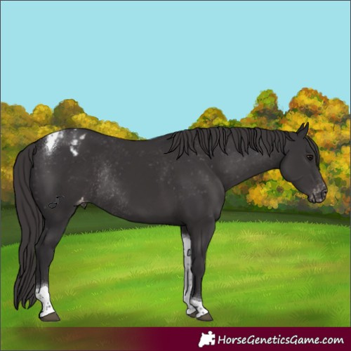 Horse Color:Smoky Black Tobiano Appaloosa Rabicano