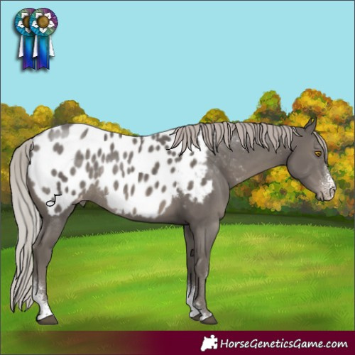 Horse Color:Silver Black Sabino Appaloosa Rabicano