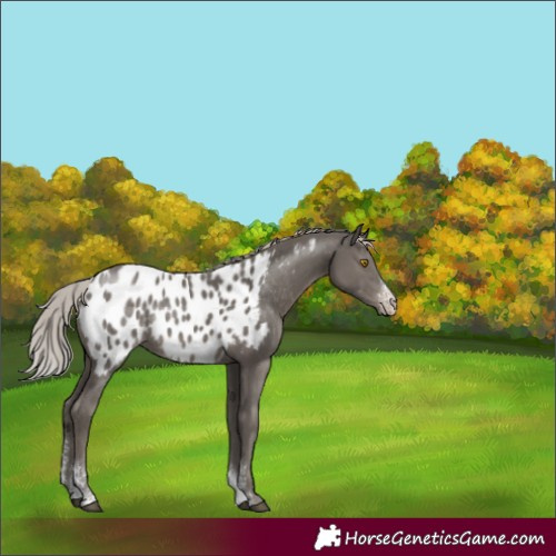 Horse Color:Silver Black Sabino Appaloosa Rabicano 