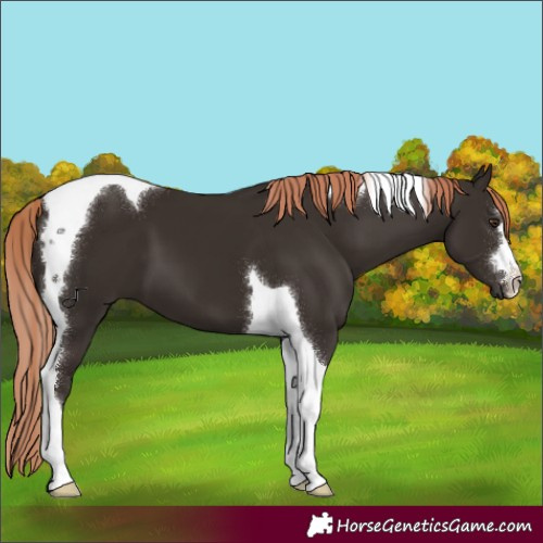 Horse Color:Liver Chestnut Tobiano 