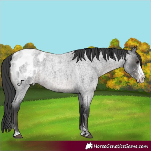 Horse Color:Blue Roan Sabino Appaloosa 