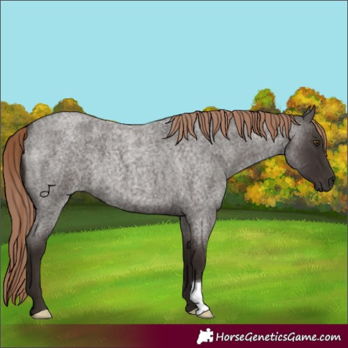 Horse Color:Liver Red Roan 