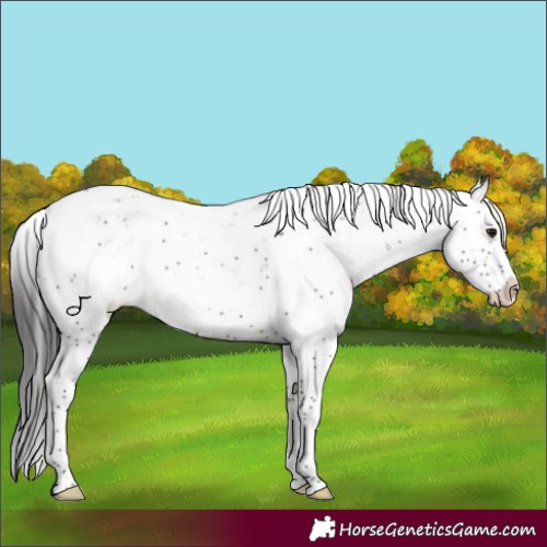 Horse Color:Brown Sabino