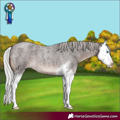Horse Color:Silver Brown Roan Sabino Splash 