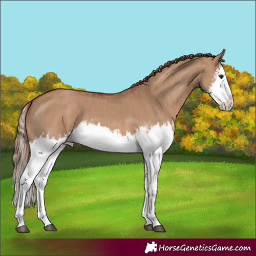 Horse Color:Red Dun Splash  and Red Dun Splash 