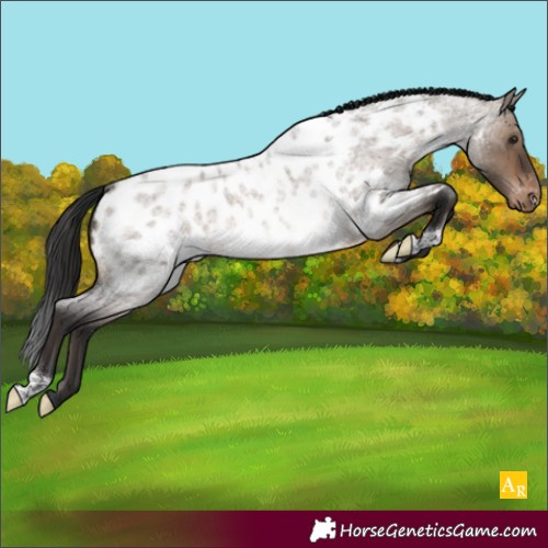 Horse Color:Brown Roan Dun Appaloosa 