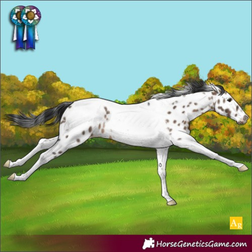 Horse Color:Brown Dun Tobiano Appaloosa