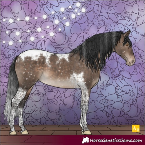 Horse Color:Brown Dun Mushroom Tobiano Appaloosa