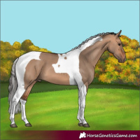 Horse Color:Bay Dun Tobiano 